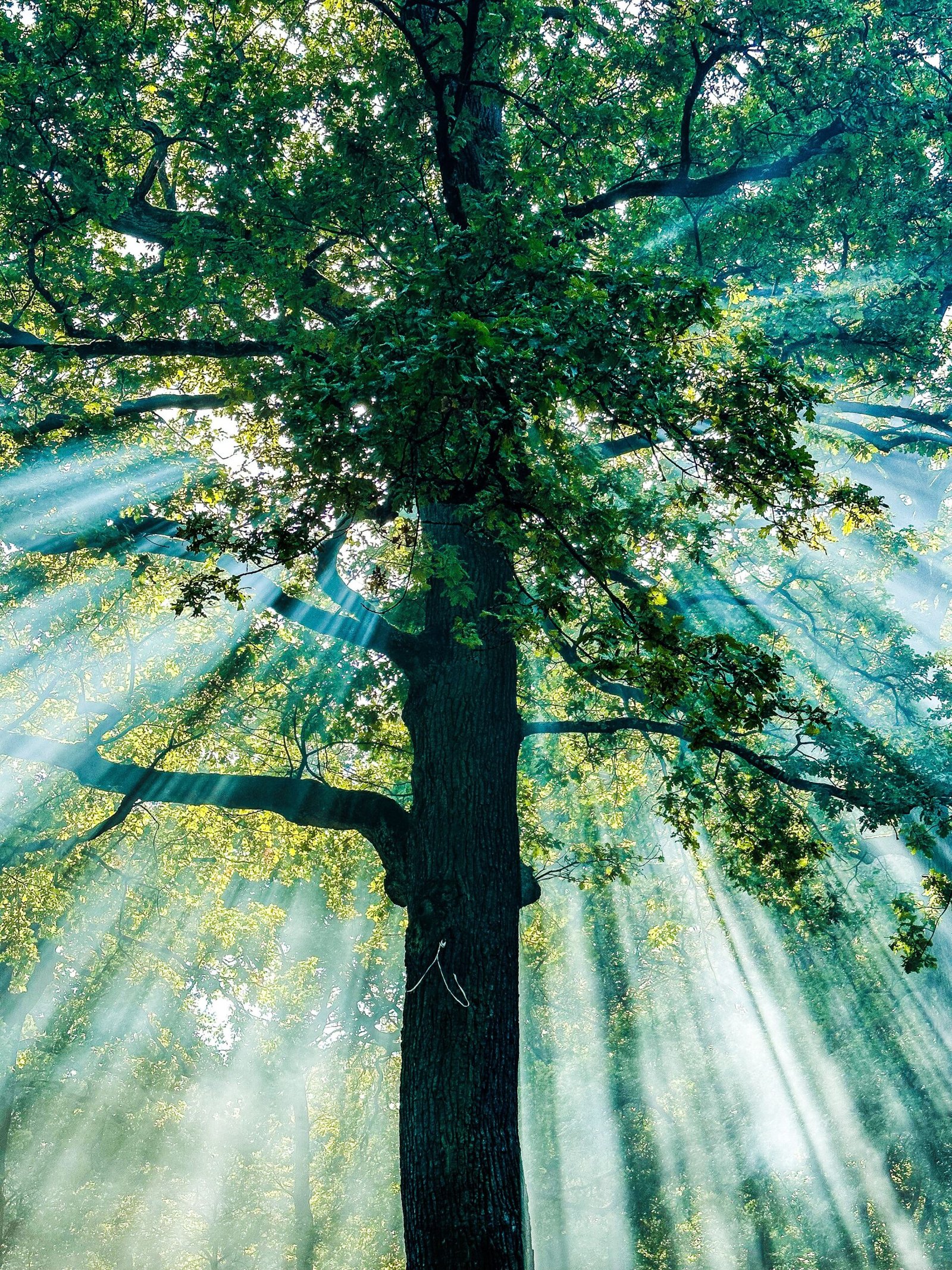 Trees